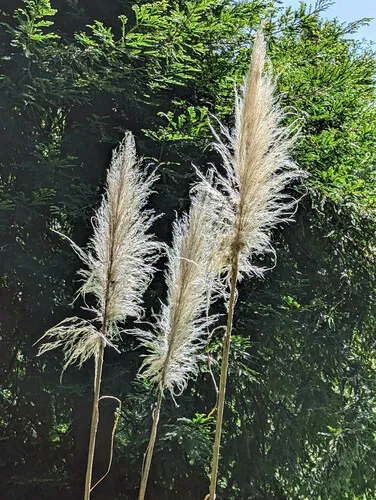 Pampas Grass