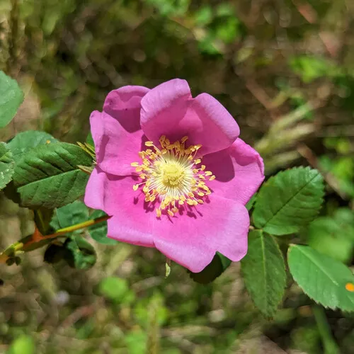 California Wild Rose