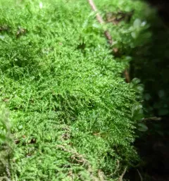 Common Feather-moss thumbnail 1