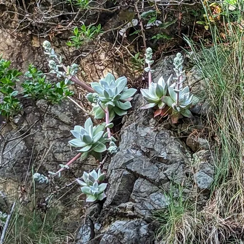 Bluff Lettuce
