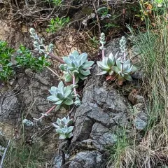 Bluff Lettuce thumbnail 1