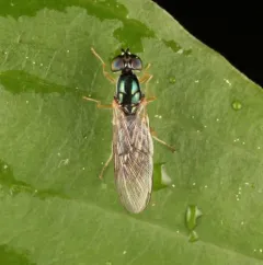 Sargus decorus thumbnail 3