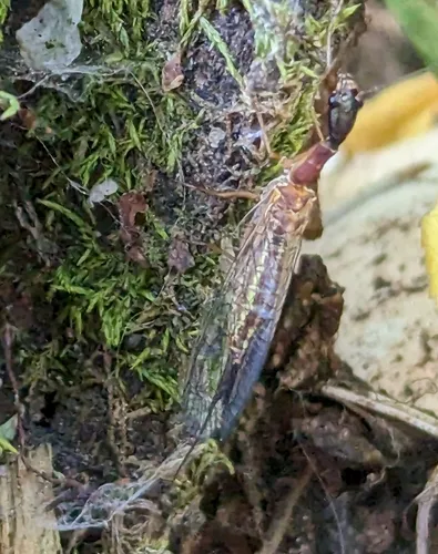 Agulla bicolor