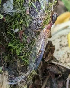 Agulla bicolor thumbnail 1