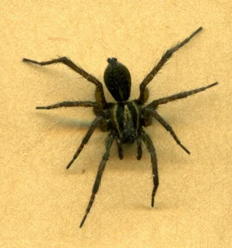 Pardosa metlakatla
