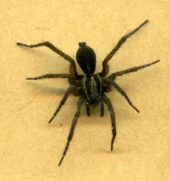 Pardosa metlakatla thumbnail 1
