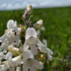 White-flower Beardtongue thumbnail 3
