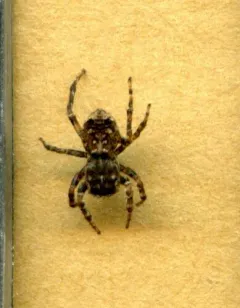 Attulus sylvestris thumbnail 3