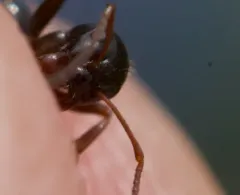 Fuzzy Mound Ant thumbnail 4
