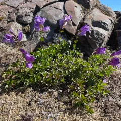 Cardwell's Beardtongue thumbnail 2