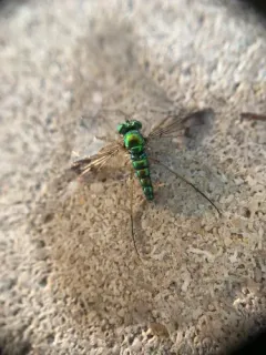 Condylostylus viridicoxa thumbnail 2
