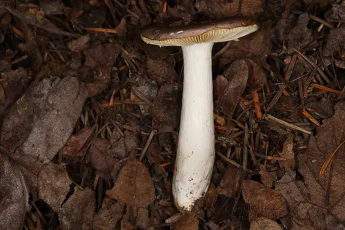 Russula murrillii