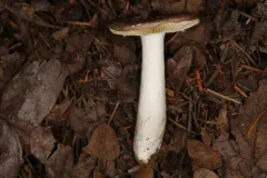 Russula murrillii thumbnail 1