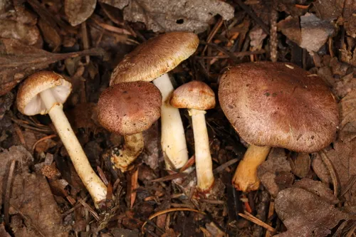 Rosy Wood Mushroom