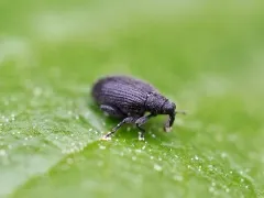 Birch Catkin Weevil thumbnail 2