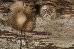 Mycena abramsii thumbnail 4