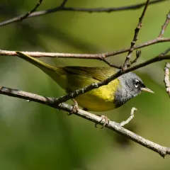 MacGillivray's Warbler thumbnail 2
