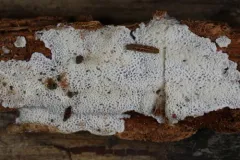 Trechispora mollusca thumbnail 4