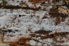 Botryobasidium capitatum thumbnail 1