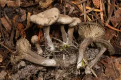 Arrhenia rainierensis thumbnail 3