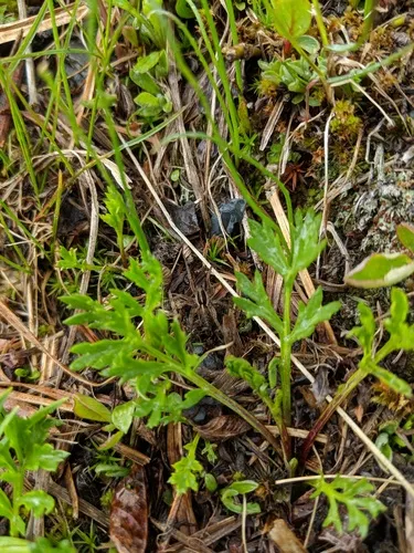 Pardosa palustris