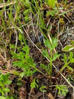 Pardosa palustris thumbnail 1