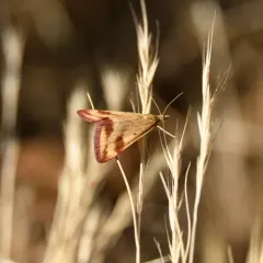 Pyrausta semirubralis thumbnail 3