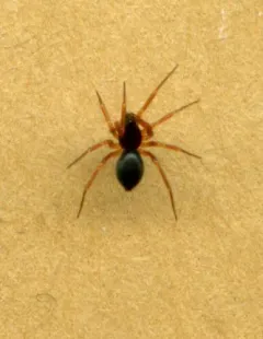 Coreorgonal monoceros thumbnail 3
