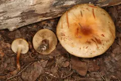 Pholiota lubrica thumbnail 3