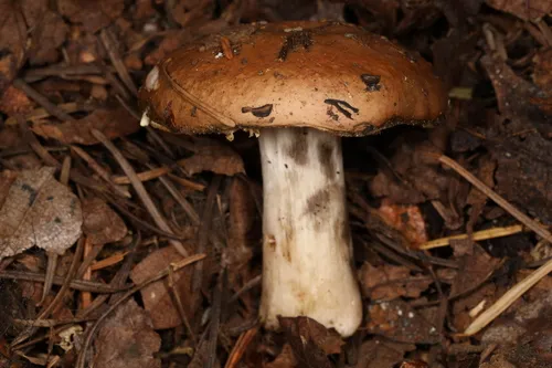 Russula vinososordida