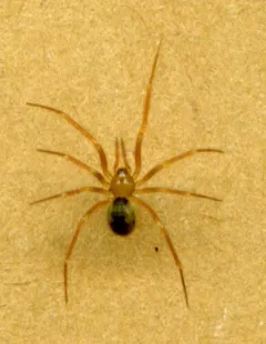 Silvestri's Cave Spider thumbnail 2