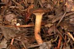Lactarius atrobadius thumbnail 2