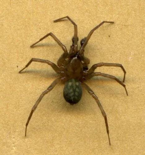 Owl Woodland Spider