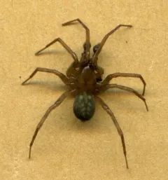 Owl Woodland Spider thumbnail 1