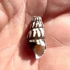 Pleated Juga thumbnail 2