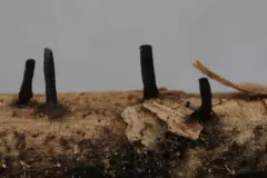 Glyphium elatum thumbnail 2