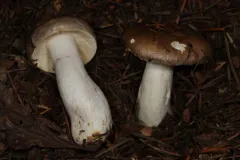 Russula viridofusca thumbnail 2