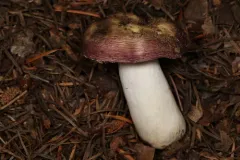 Russula hypofragilis thumbnail 3