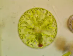 Eremosphaera viridis thumbnail 4