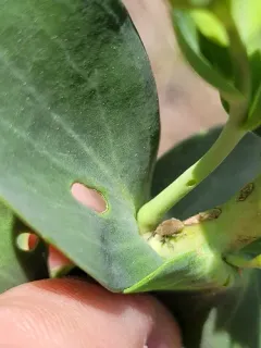 Rhinusa neta thumbnail 4