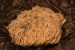 Ramaria gelatinosa thumbnail 1