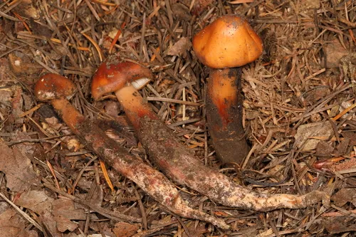 Phaeocollybia piceae