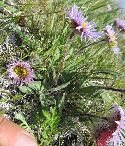 Porsild's fleabane