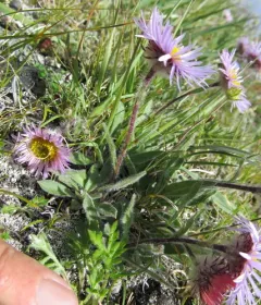 Porsild's fleabane thumbnail 1