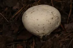 Vascellum lloydianum thumbnail 2