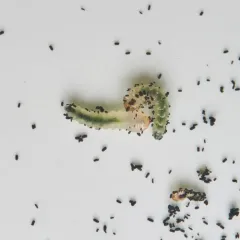 Birch Leafminer Sawfly thumbnail 4