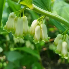 Solomon's-seal thumbnail 4