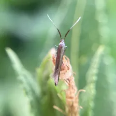 Metallic Coleophora Moth thumbnail 4