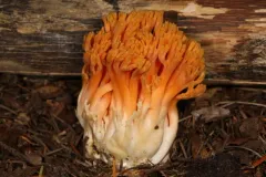 longspored orange coral thumbnail 4