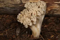 Ramaria velocimutans thumbnail 3